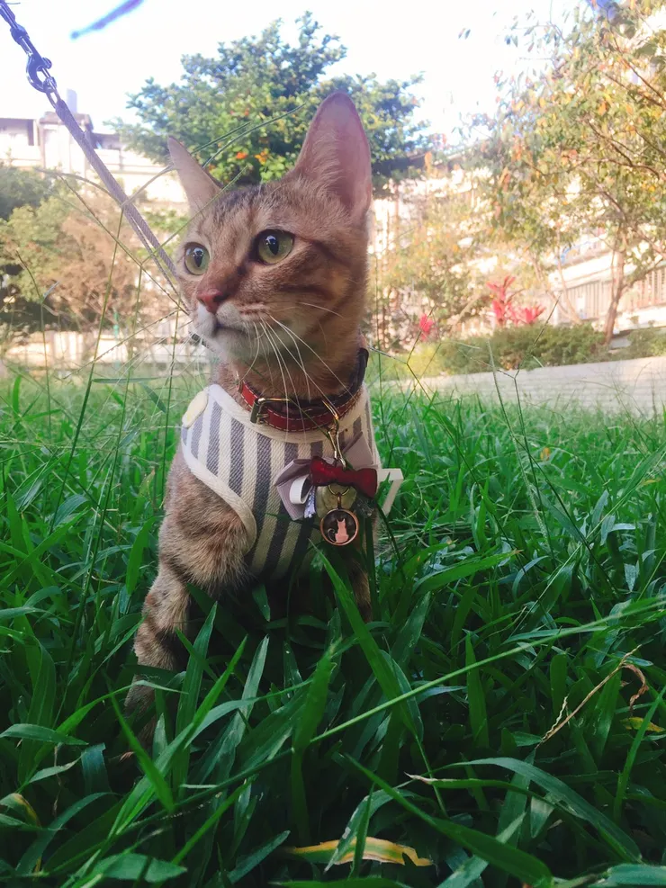 帶花生去公園散步,想不到她還蠻喜歡的