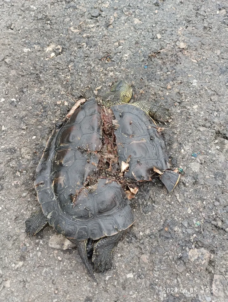 昨遇龜車輾屍攤停車葬之