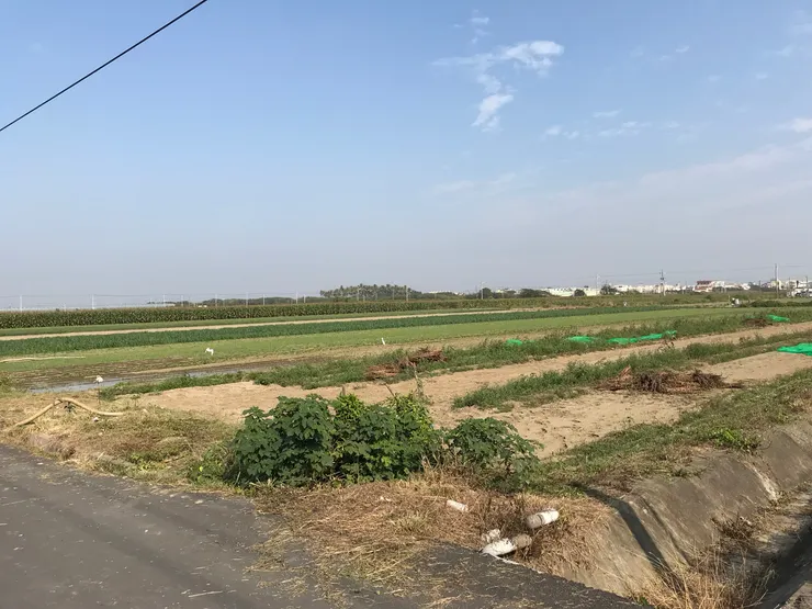 收芝麻後鳥就飛來田間，啄食芝麻粒或蟲了