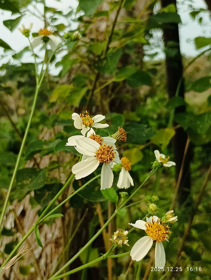 咸豐爭得薄照情