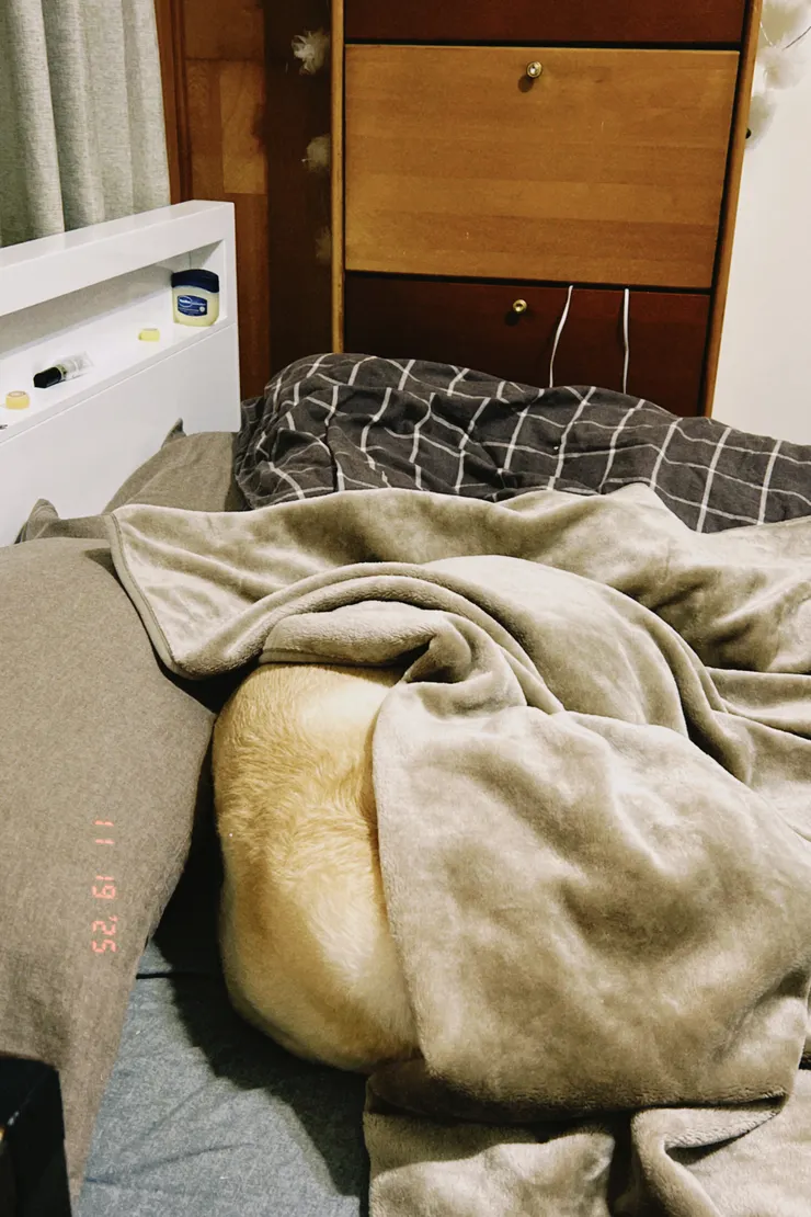 毯子裡有一隻雞