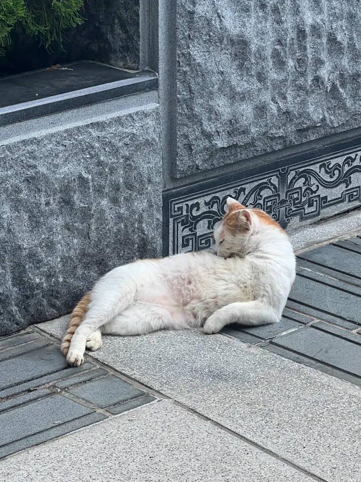 指南宮可愛貓貓