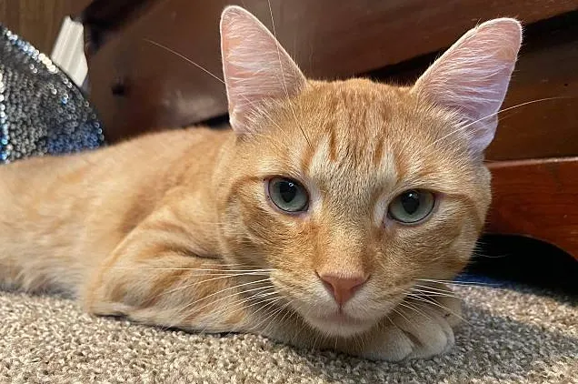 德國竣寶GimCat-超級維他命膏(專業版) 讓貓咪在日常輕鬆獲得所需的營養