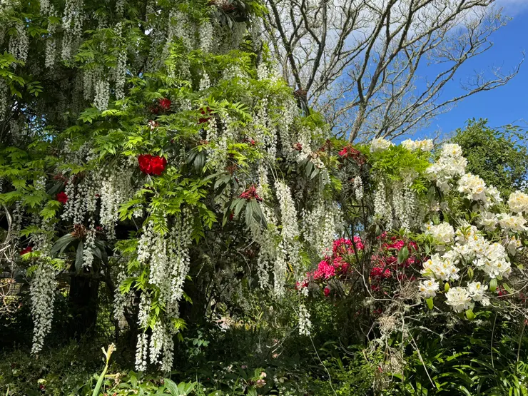 滿開綻放的白色紫藤，真的太美