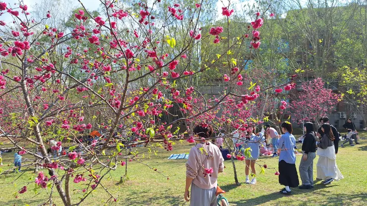 暨南大學櫻花區，以山櫻為主