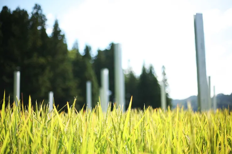 ▲香港藝術家楊秀卓在米田上的創作。（阿G 攝）