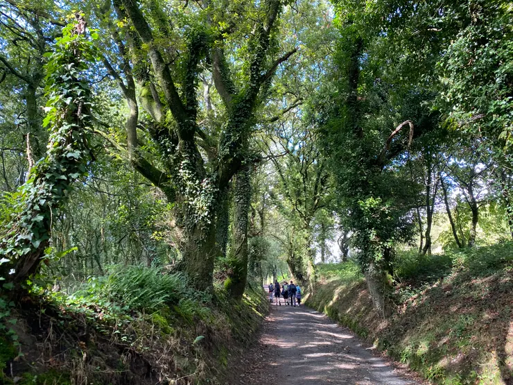 後100公里很多這樣的樹林道