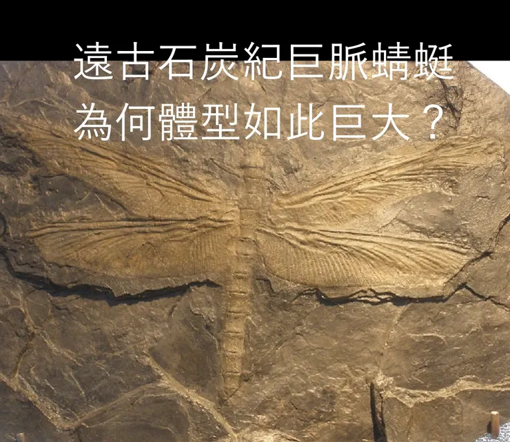 遠古巨脈蜻蜓為何超巨大未解之謎