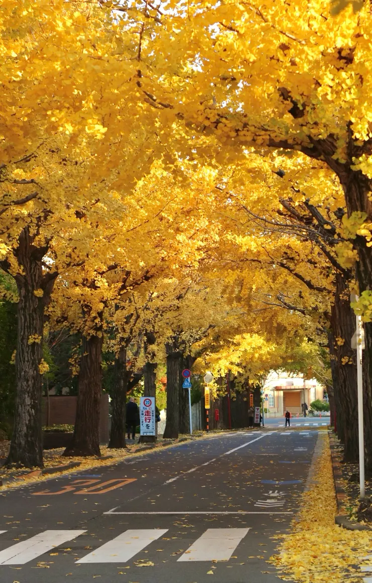 三條大道的銀杏都隨著緩坡延伸得很長。