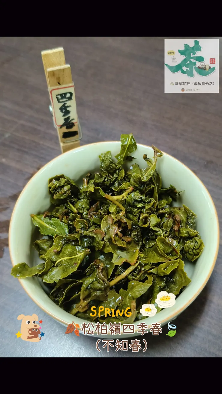 松柏嶺🐌台灣四季春(早春茶)