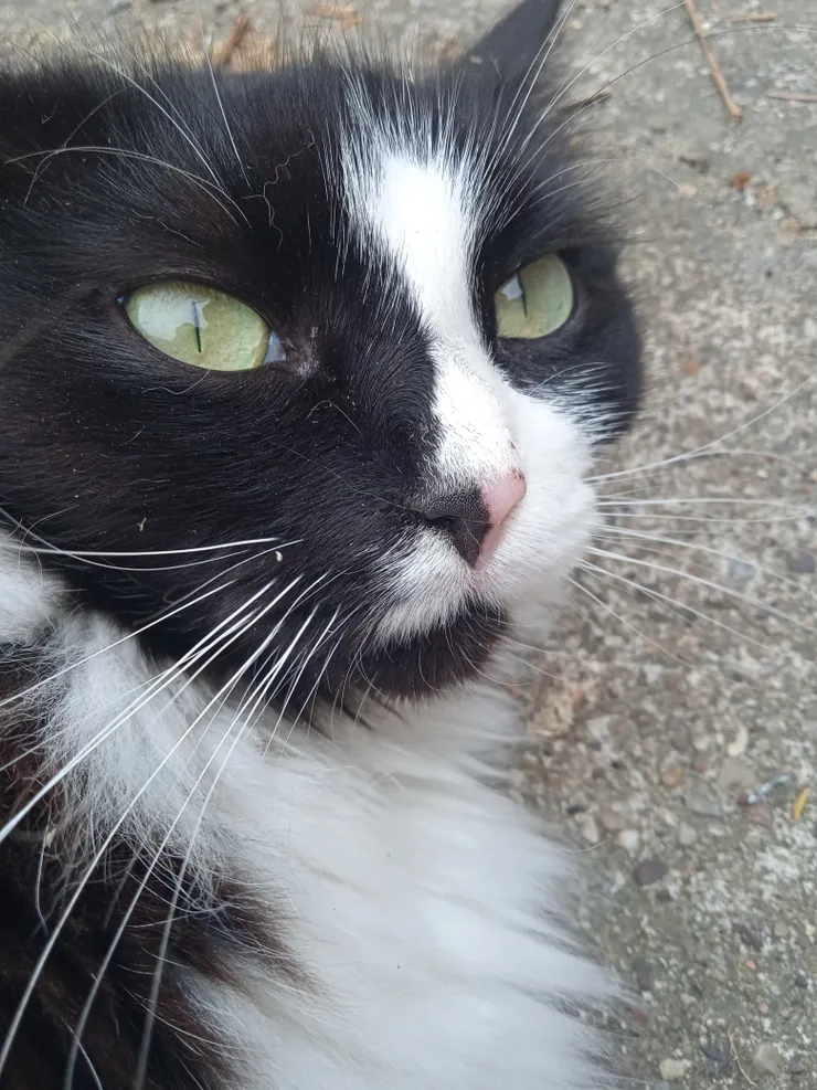 喵~早安，我是毛毛呀！好開心今天是關於我的文章！藉著這次的機會好好讓大家成為我的粉絲吧 