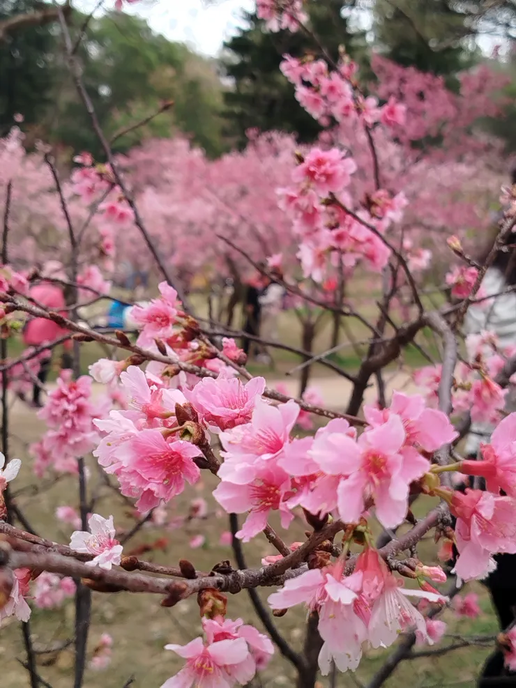 新竹公園的櫻花海