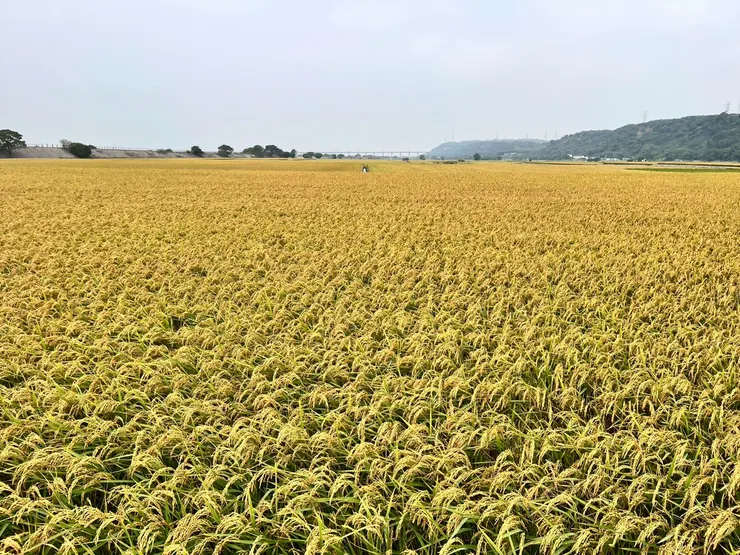 忘憂谷的一角，不同區域稻穀的顏色也有差異