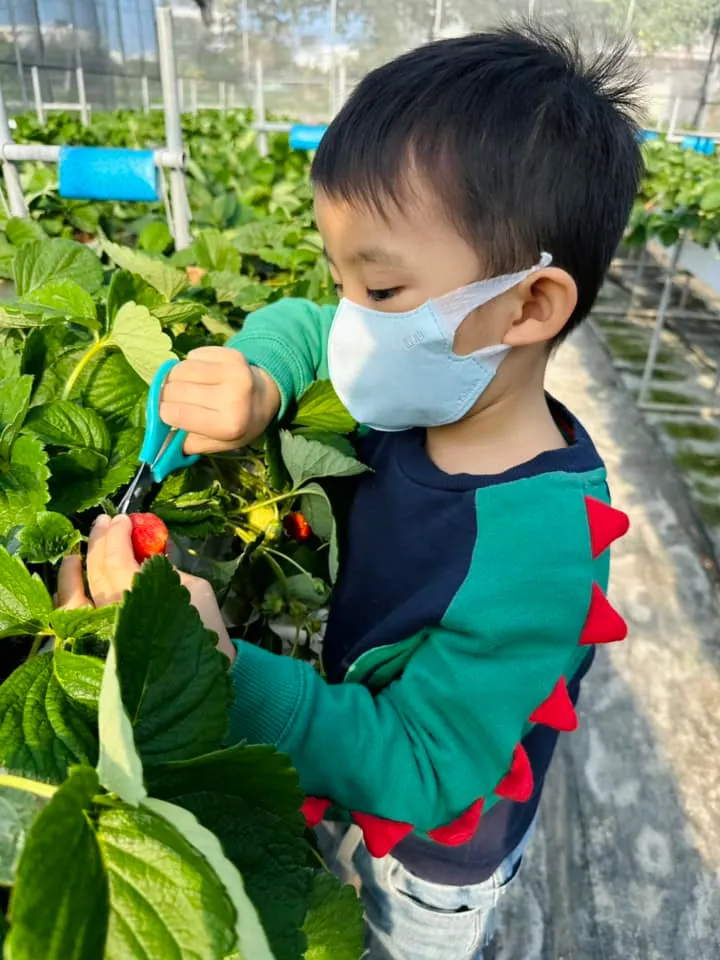 挑選草莓→小心翼翼剪下草莓，需要各種細心。