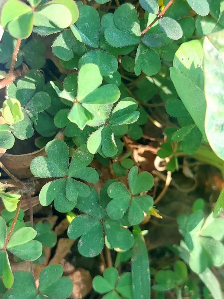 你發現了四葉幸運草,那片畸形小葉了嗎?