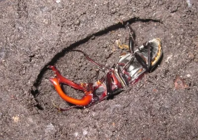 https://maria.fremlin.de/stagbeetles/pupation/pupation_captivity.html