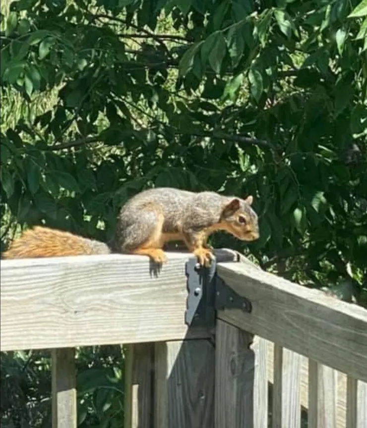 瞧我瘦的…連尾巴都縮啦！