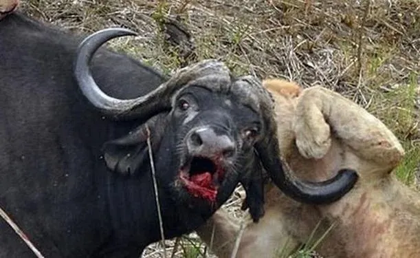 徐進來還我牛！（本圖片水牛非當事水牛）