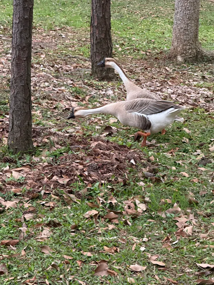 2026/03/23 不知道是鵝還是鴨