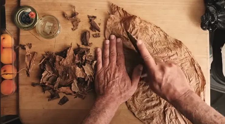 準備包住茄芯的菸葉