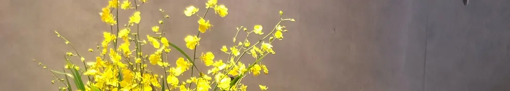 彤色天空.曼達漫慢達的沙龍