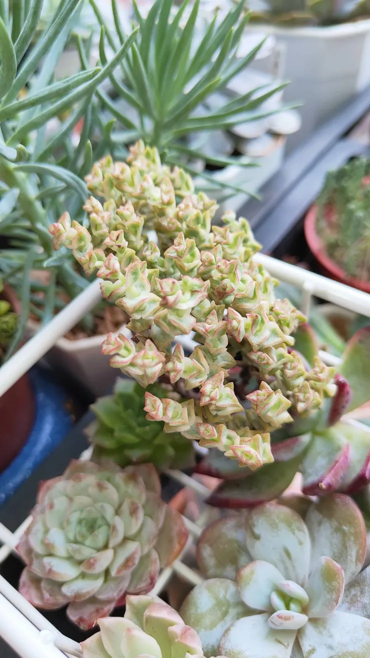 小米星錦剛來我家的模樣