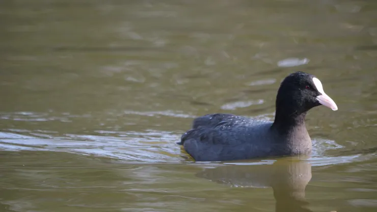 爲數不少的白骨頂