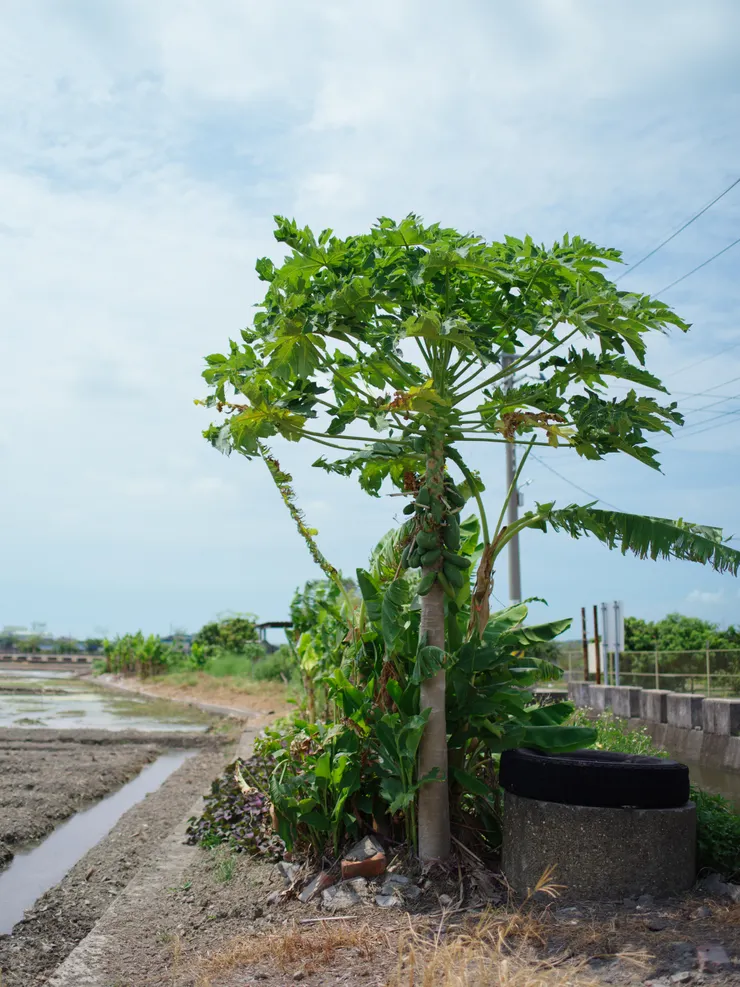 照片由李彥澍提供