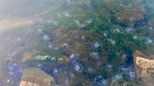 因暖化而數量暴增的月亮水母