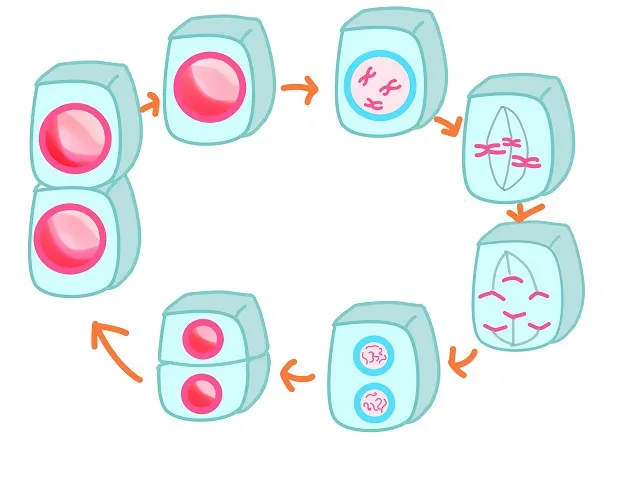 細胞分裂圖解：一個成熟的細胞，會先將染色體複製後、再分裂成另一顆一模一樣的細胞。(Photo from HugKum)