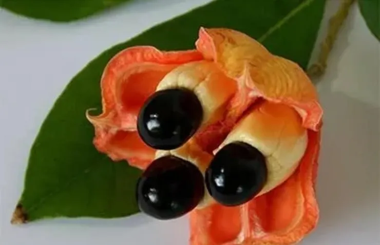 阿奇果(Ackee)