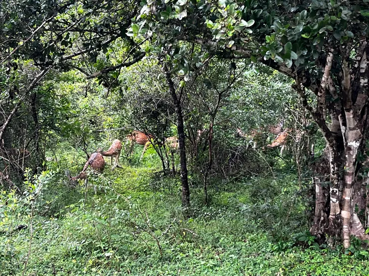 花鹿群隱藏在樹林裡若隱若現