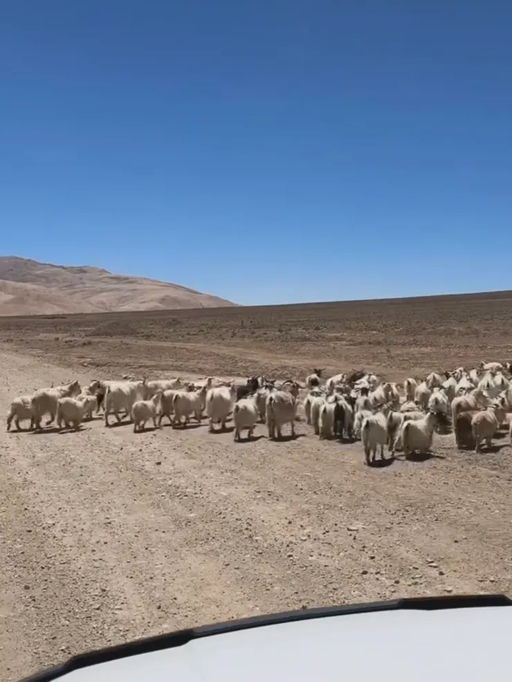 隨處都可見到喀什米爾羊群