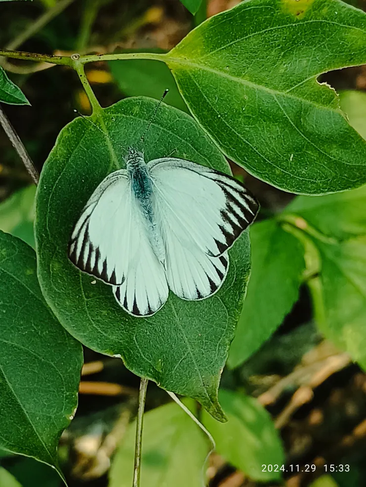 粉蝶，她不似紫斑蝶類停佇時雙翼合，而是開展的