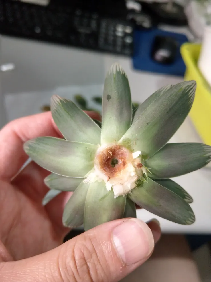 生長點爛掉的玉露