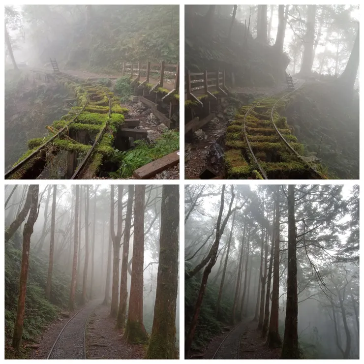 當日天侯霧氣繚繞，造就這種迷幻森林的獨特景色