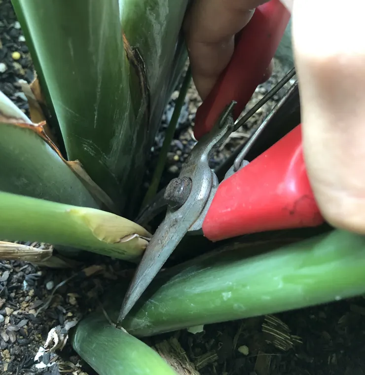 剪刀朝外修剪老葉