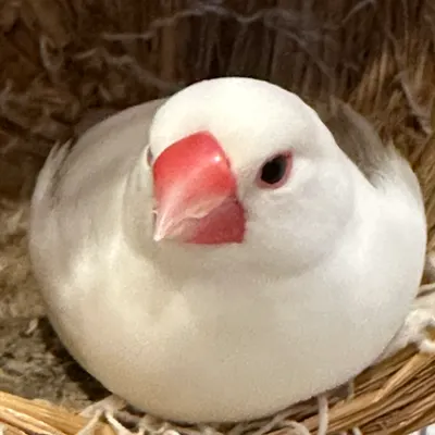 人生復位中｜給正在耗竭邊緣的成熟大人