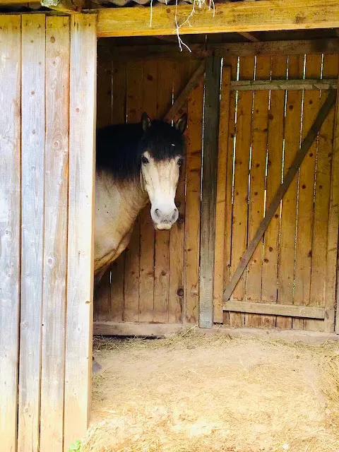 偷偷露出臉的~害羞的馬