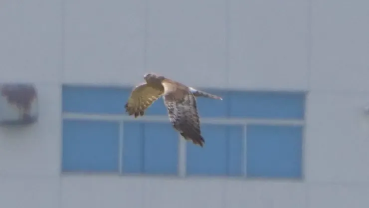 和別人去拍鳥的關係,跟他跑了那地方很多次