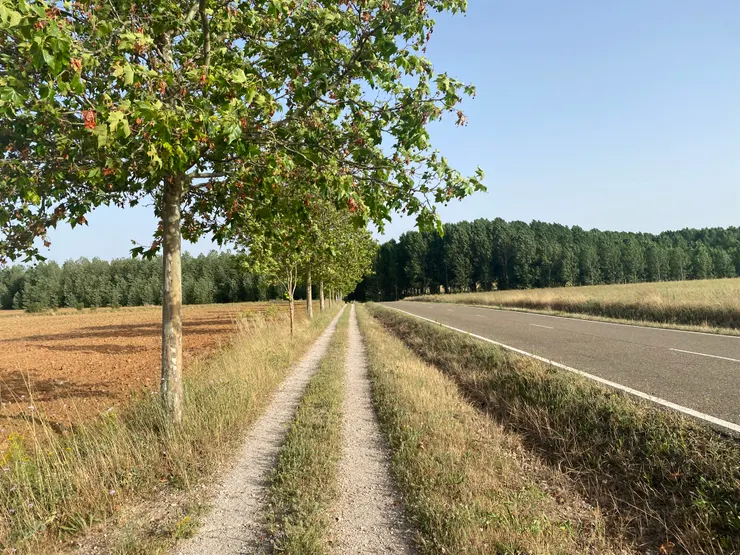 沿路都是這樣的路，蠻可愛的。