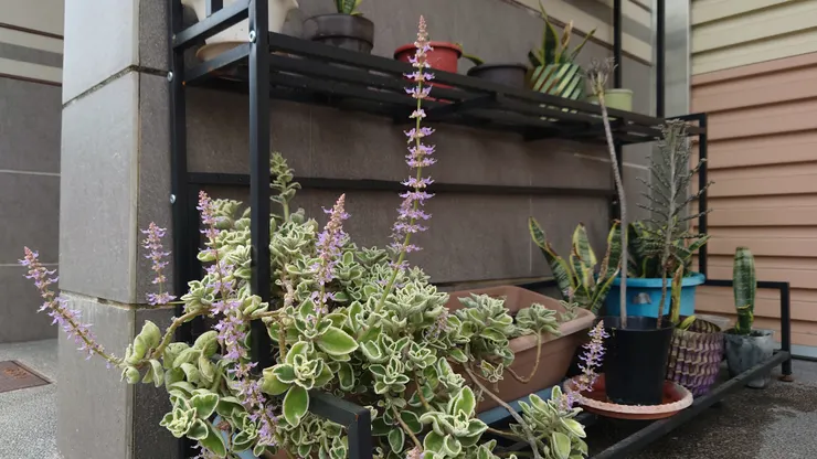 左手香開花（2025/4/18攝）