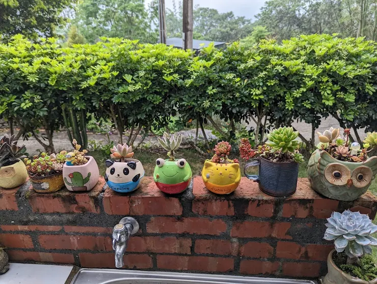 療癒的多肉植物