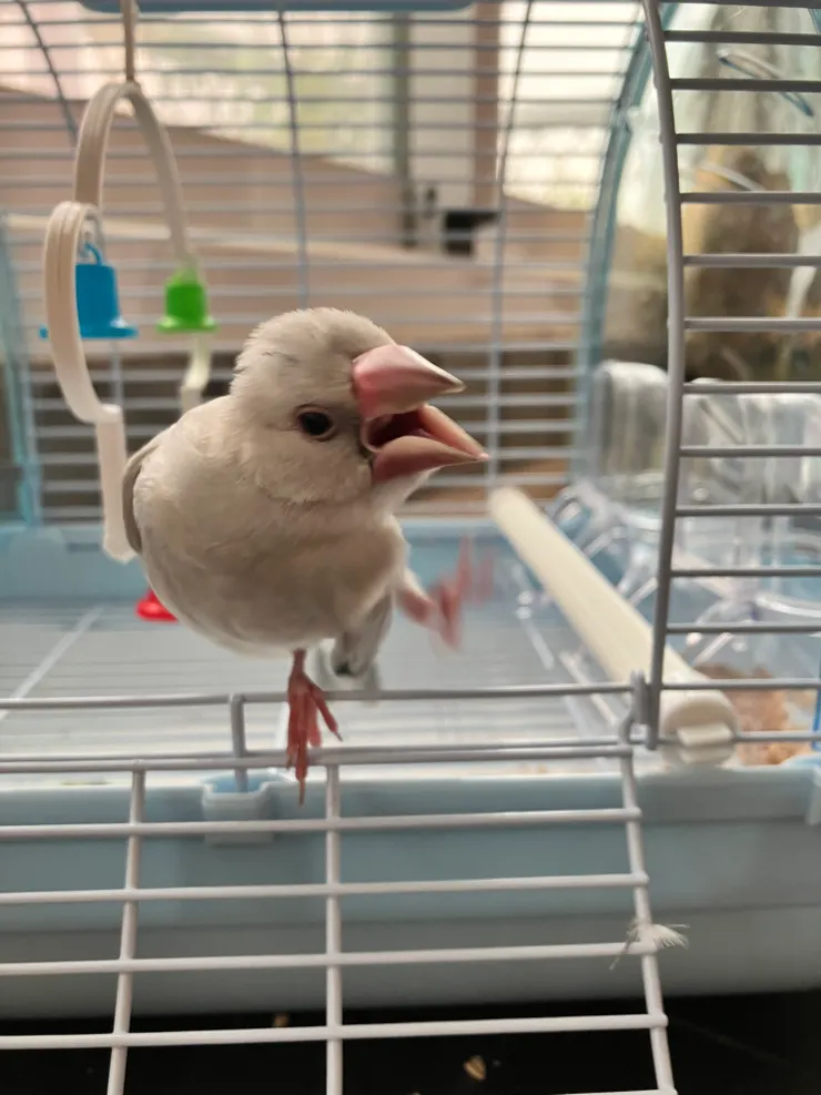 這張是什麼發威的小鳥鳥ＸＤ總覺得看久了貝貝好像少了點什麼，是「手」啦！難怪感覺有點不穩（？