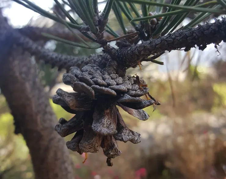 已成熟且開裂的松果，從它還是枝頭上的雌毬花開始，到長成照片中這個樣子，大約經歷了 20 個月到 2 年 的時間。