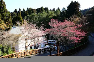 一進入遊樂區就迎來盛開的櫻花