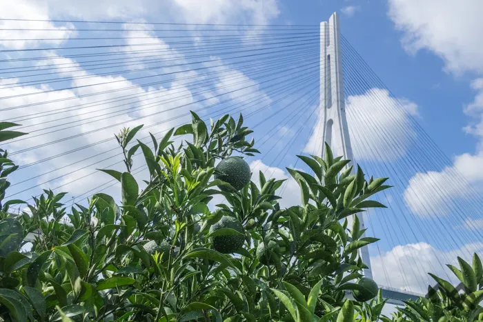 被稱為「檸檬谷」的檸檬 生口島被稱為日本國產檸檬的發祥地，至今其檸檬產量仍居日本第一。photo credit：http://mfc-outdoor.com/art/ikuchijima/