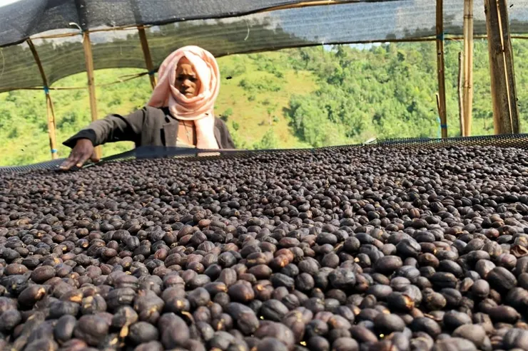 愛上「咖啡界的玉荷包」