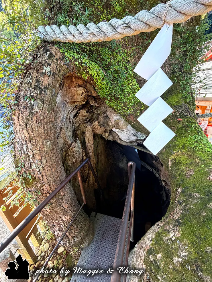 樹洞爬出來的洞口也不大