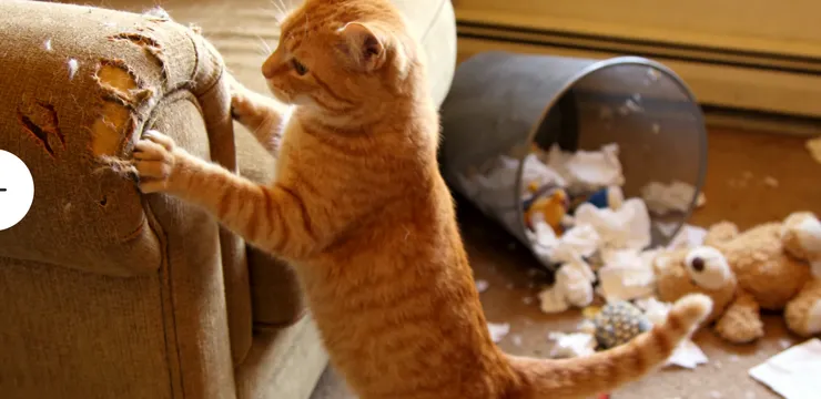 別再罵牠磨牙！90% 的「拆家行為」其實是「動線焦慮」惹的禍 